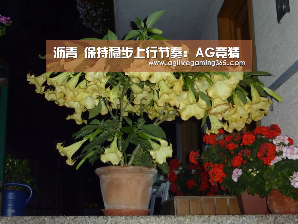 沥青 保持稳步上行节奏:AG竞猜(图3) AG娱乐